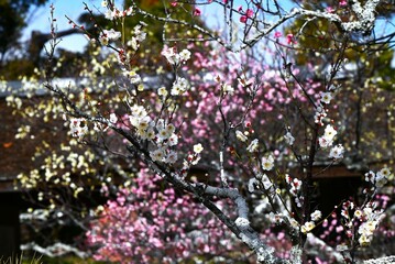 Japanese apricot (ume) blossoms in full bloom. After the Ume blossoms,  the cherry blossoms will bloom. Please enjoy appreciating spring flowers (hanami) during your trip to Japan!