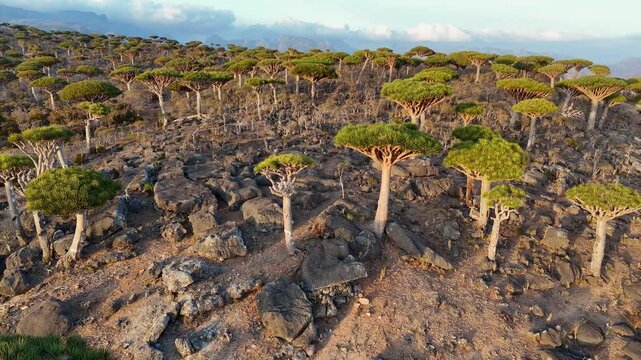 Aerial view of forest with endemic Dragon blood tree in remoteness island of Socotra, Yemen. Fly over rare trees in Firhmin Forest. The last uncomersial adventure wild touristic place in the world.