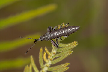 Rhinotia sp. (Long-nosed Weevil) top down view