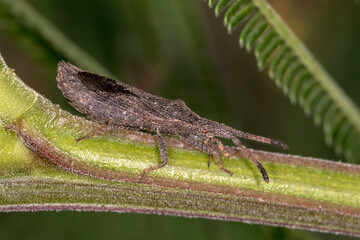 Agriopocoris froggatti Camouflaged on Stem