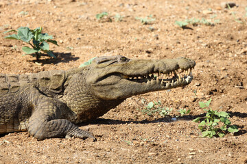 Nilkrokodil / Nile crocodile / Crocodylus niloticus..