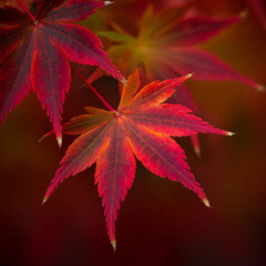 Close-up of red maple leaves in autumn with vibrant foliage in a forest setting