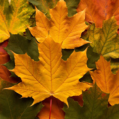 Colorful autumn maple leaves in shades of yellow, red and orange showcase the beauty of fall foliage.