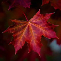 Red Maple Leaf in Autumn with Vibrant Colors and Fine Veins