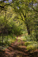 footpath in the woods