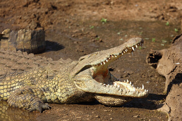 Nilkrokodil / Nile crocodile / Crocodylus niloticus..