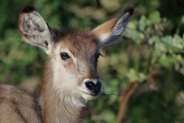 Wasserbock / Waterbuck / Kobus ellipsiprymnus..