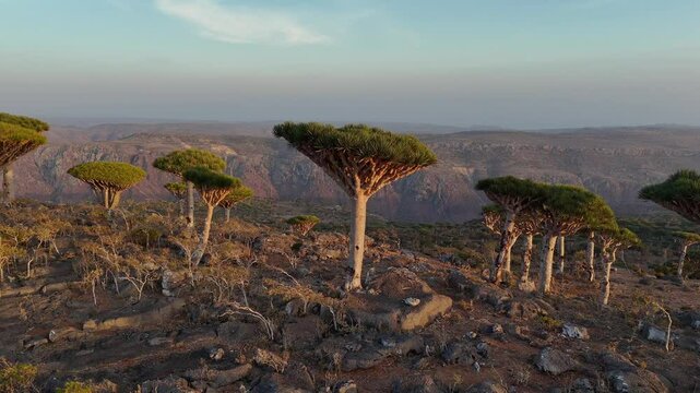 Aerial view of forest with endemic Dragon blood tree in remoteness island of Socotra, Yemen. Fly over rare trees in Firhmin Forest. The last uncomersial adventure wild touristic place in the world.