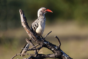 Rotschnabeltoko / Red-billed hornbill / Tockus erythrorhynchus