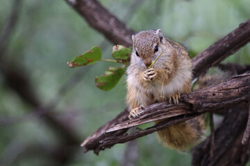 Ockerfußbuschhörnchen / Tree squirrel / Paraxerus cepapi