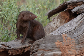 Südliche Zwergmanguste / Dwarf mongoose / Helogale parvula