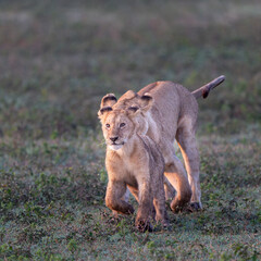 mother lion interacts with cubs in the dawn