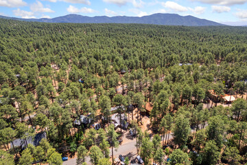 a view of the forest in arizona 