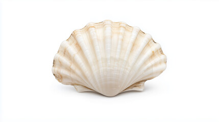 Seashell's Delicate Beauty: A detailed photograph of a seashell showcases its intricate patterns, elegant curves, and natural beauty, evoking a sense of the ocean's tranquility.