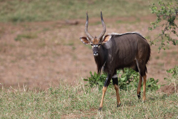 Nyala / Nyala / Tragelaphus angasii.