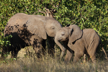 Afrikanischer Elefant / African elephant / Loxodonta africana