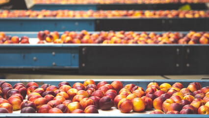 Nectarines fresh fruit being processed sorted in a packhouse horticulture in central otago new zealand fresh red juicy ripe 