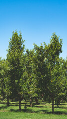 Nectarine fruit orchard central otago new zealand green trees blue sky summer scenery views