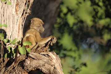 Bärenpavian / Chacma baboon / Papio ursinus