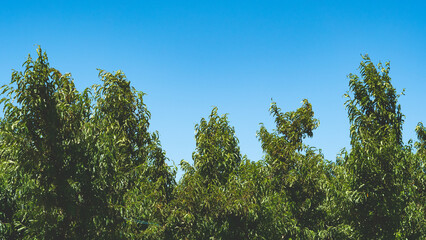 Obraz premium Nectarine fruit orchard central otago new zealand green trees blue sky summer scenery views