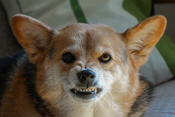 怒る犬