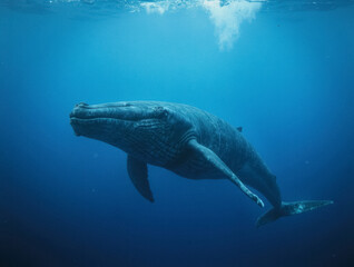 Fototapeta premium Majestic blue whale swimming underwater ocean wildlife conservation nature scene