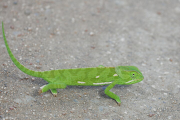 Lappenchamäleon / Flap-necked chameleon / Chamaeleo dilepis.