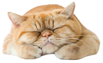 A chubby, golden-brown cat with a round face and plush fur is peacefully sleeping with its head resting on its paws.