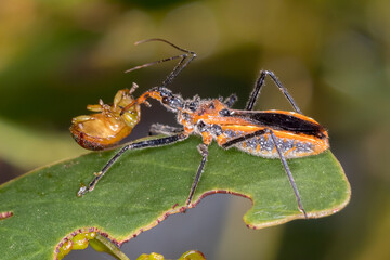 Assassin Bug (Gminatus australis) - Predatory Behavior