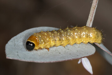 Aglaopus Moth Caterpillar on Eucalyptus Leaf
