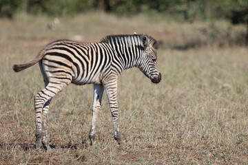 Steppenzebra / Burchell's zebra / Equus quagga burchellii.