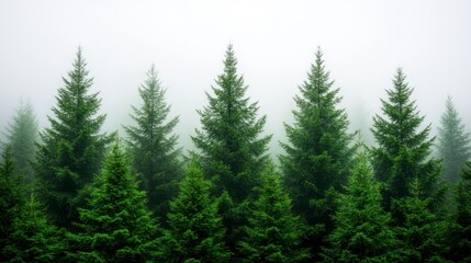 Lush Green Evergreen Forest Drenched in Thick White Fog in an Atmospheric Natural Scene