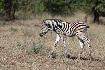 Steppenzebra / Burchell's zebra / Equus quagga burchellii.