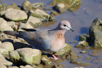 Palmtaube oder Senegaltaube / Laughing dove or Little brown dove / Stigmatopelia senegalensis uel Spilopelia senegalensis
