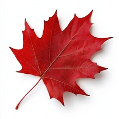 Obraz premium Isolated Red Maple Leaf Detailed Veins and Texture on White Background in Studio Lighting