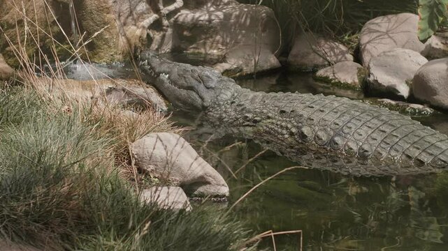 Nile Crocodile Basking in the Sun