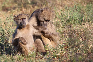 Bärenpavian / Chacma baboon / Papio ursinus