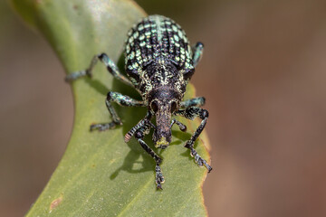 Botany Bay Diamond Weevil (Chrysolopus spectabilis) Looking Straight Down the Camera Lens