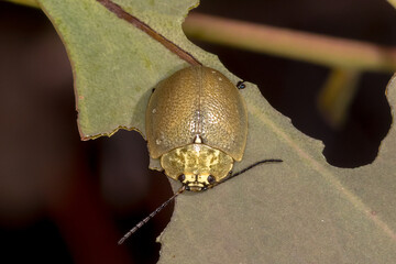 Tortoise Beetle (Paropsis porosa) On Gum Leaf Facing Forward
