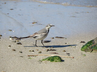 砂浜を歩くハクセキレイ