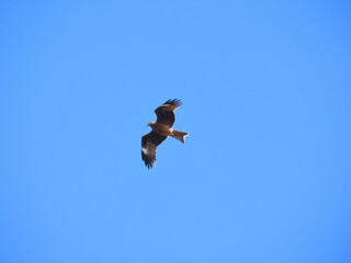 青い空を飛ぶ1匹のトビ
