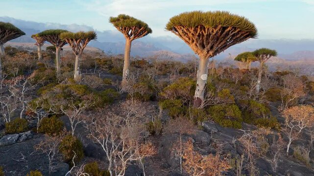Aerial view of forest with endemic Dragon blood tree in remoteness island of Socotra, Yemen. Fly over rare trees in Firhmin Forest. The last uncomersial adventure wild touristic place in the world.