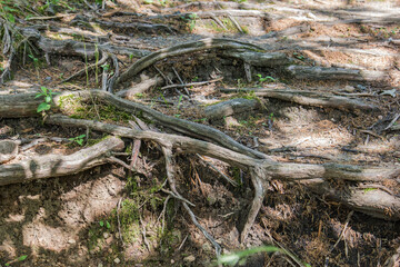 exposed tree roots