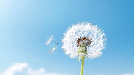 Dandelion seeds blowing in wind, blue sky, clouds, nature background, wish