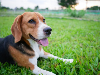 Happy Beagle Dog Resting on Green Grass Outdoors in a Park Setting