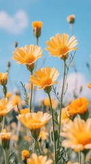 Obraz premium Sunny yellow flowers field, outdoor, beautiful, blooming