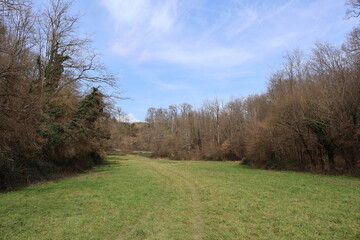 Prairie bordée d’arbres