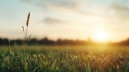 Fototapeta premium Sunset over field, grass, single plant, peaceful evening, nature background