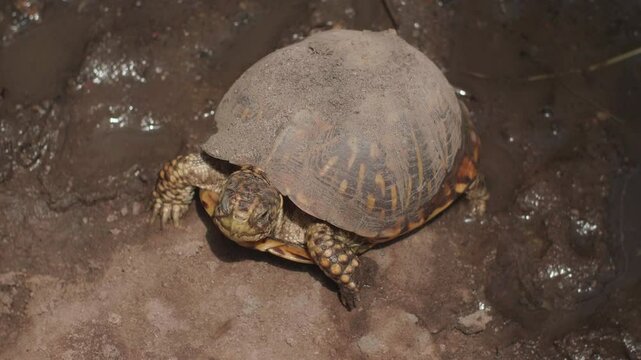 Eastern Box Turtle