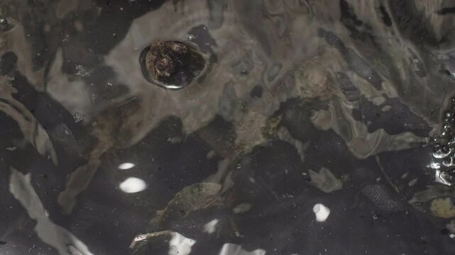 Common Snapping Turtle Breathing Air While Body is Underwater